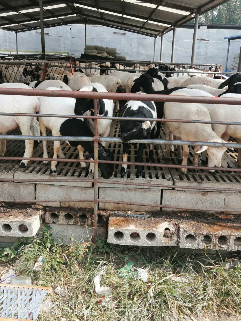 活羊肉羊品种肉羊价格活羊多少钱一只山东肉羊养殖场
