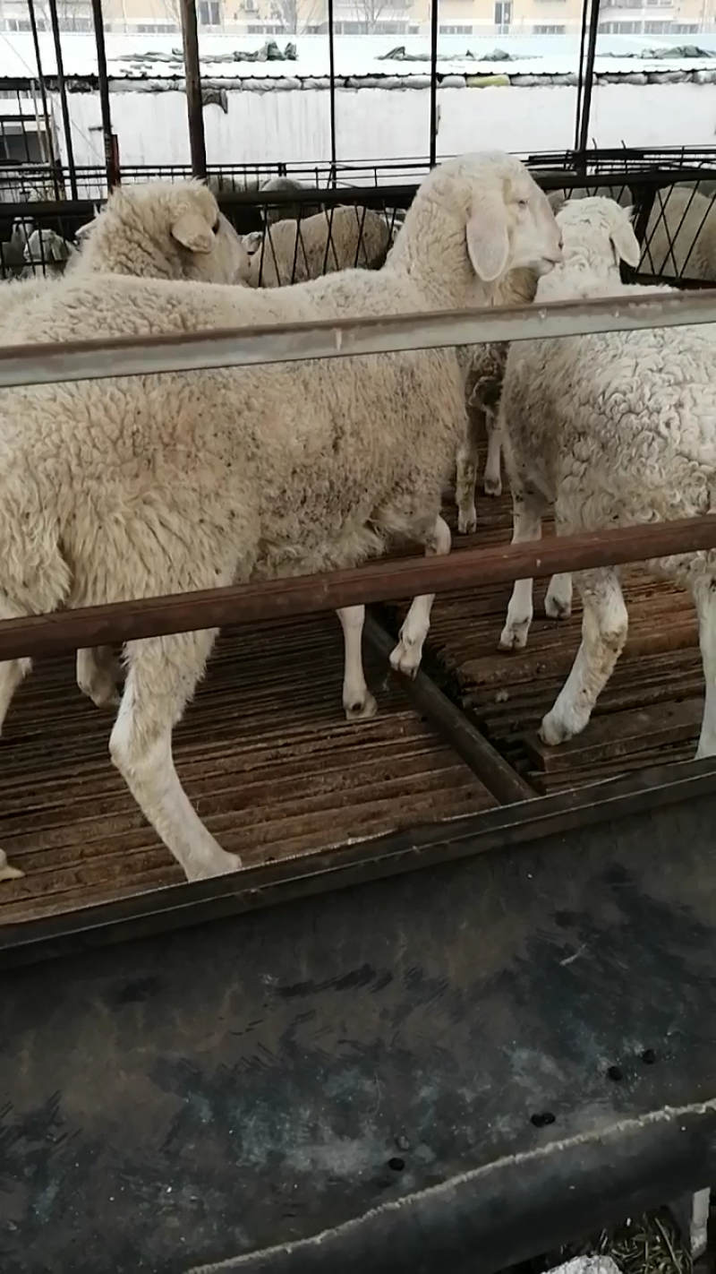 活羊肉羊品种肉羊价格活羊多少钱一只山东肉羊养殖场