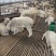 活羊肉羊品种肉羊价格活羊多少钱一只山东肉羊养殖场