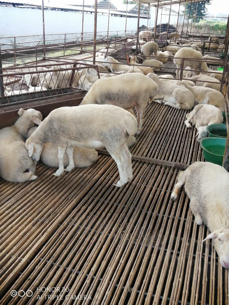 活羊肉羊品种肉羊价格活羊多少钱一只山东肉羊养殖场