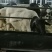 活羊肉羊品种肉羊价格活羊多少钱一只山东肉羊养殖场