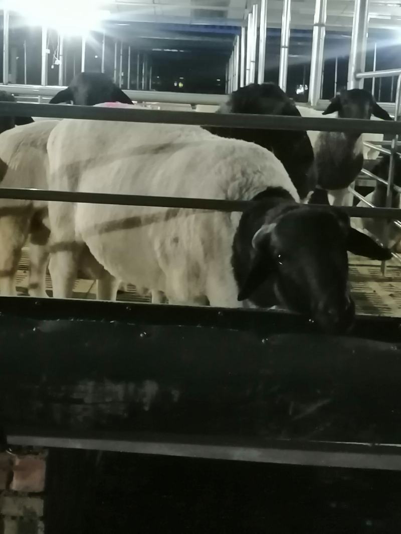 活羊肉羊品种肉羊价格活羊多少钱一只山东肉羊养殖场
