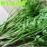 杨林寨野生芹菜/高品质水芹菜/洞庭湖野生菜/包邮