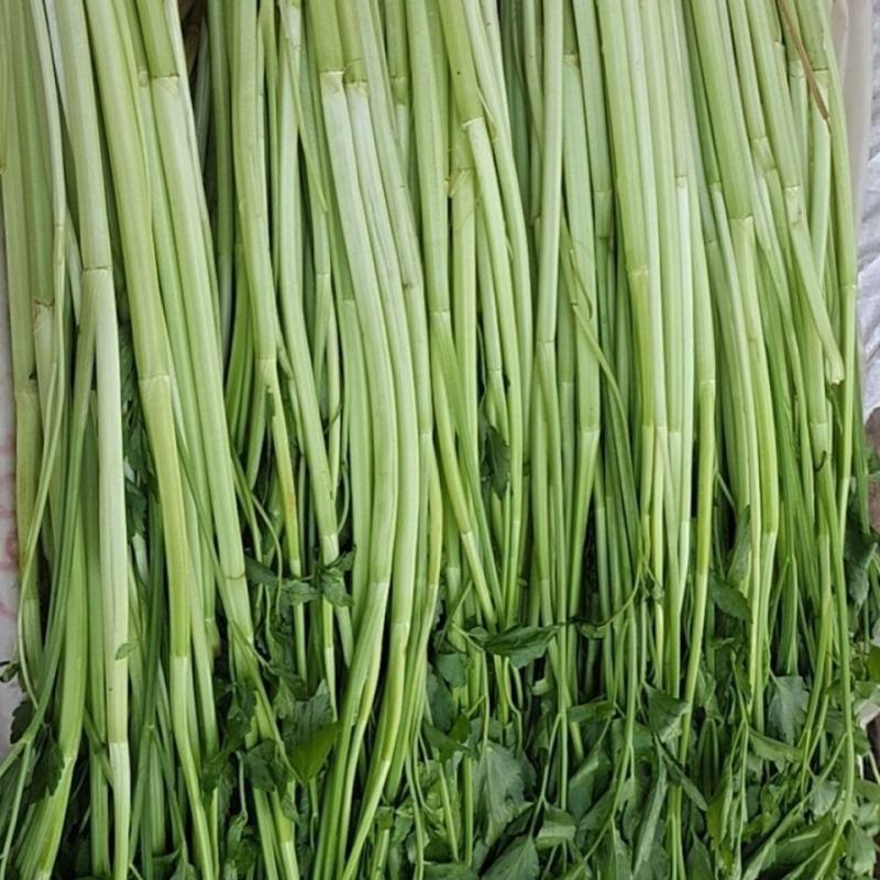 杨林寨野生芹菜/高品质水芹菜/洞庭湖野生菜/包邮