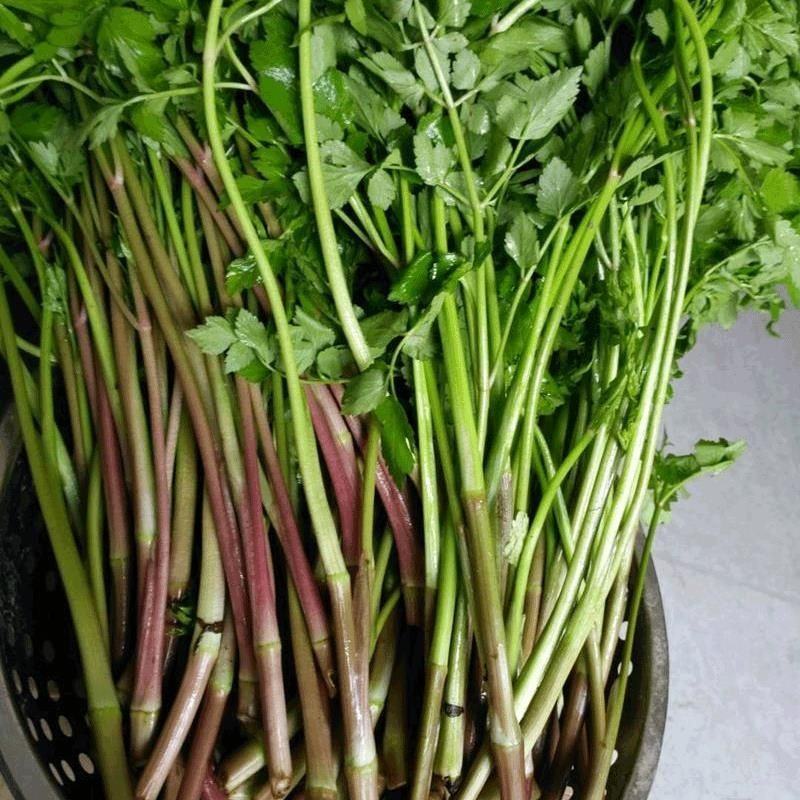 杨林寨野生芹菜/高品质水芹菜/洞庭湖野生菜/包邮