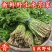 杨林寨野生芹菜/高品质水芹菜/洞庭湖野生菜/包邮