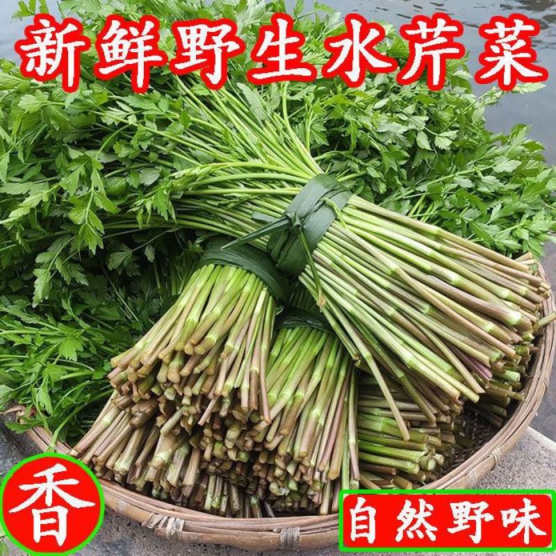 杨林寨野生芹菜/高品质水芹菜/洞庭湖野生菜/包邮