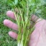 杨林寨野生芹菜/高品质水芹菜/洞庭湖野生菜/包邮