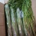 杨林寨野生芹菜/高品质水芹菜/洞庭湖野生菜/包邮