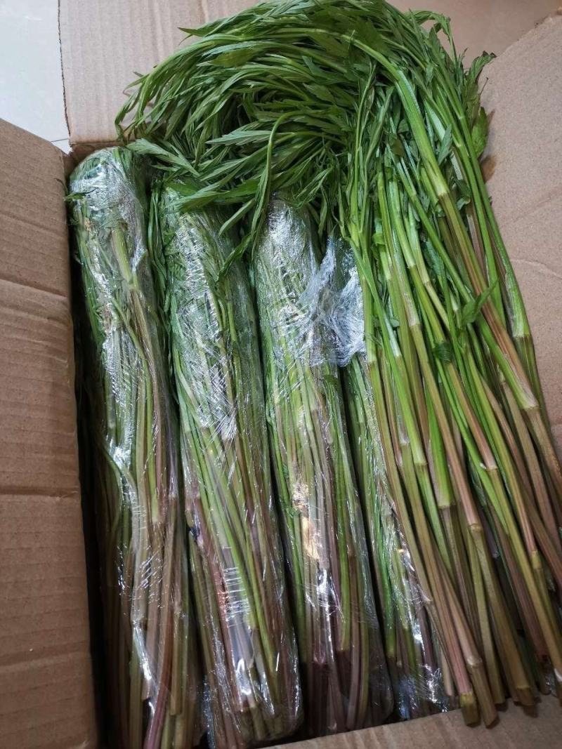 杨林寨野生芹菜/高品质水芹菜/洞庭湖野生菜/包邮