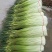 热卖】徐州丰县万亩白帽红帽蒜苔大量上市，质量好，价格优。