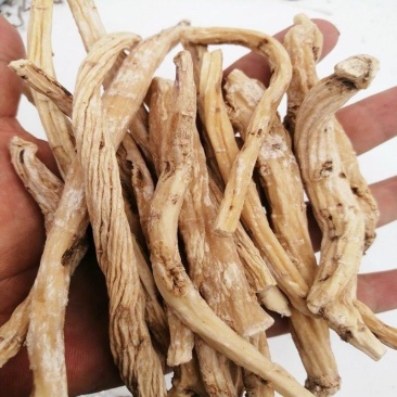 独定子,一手货源,产地直供道地药材,品质保证,支持验货