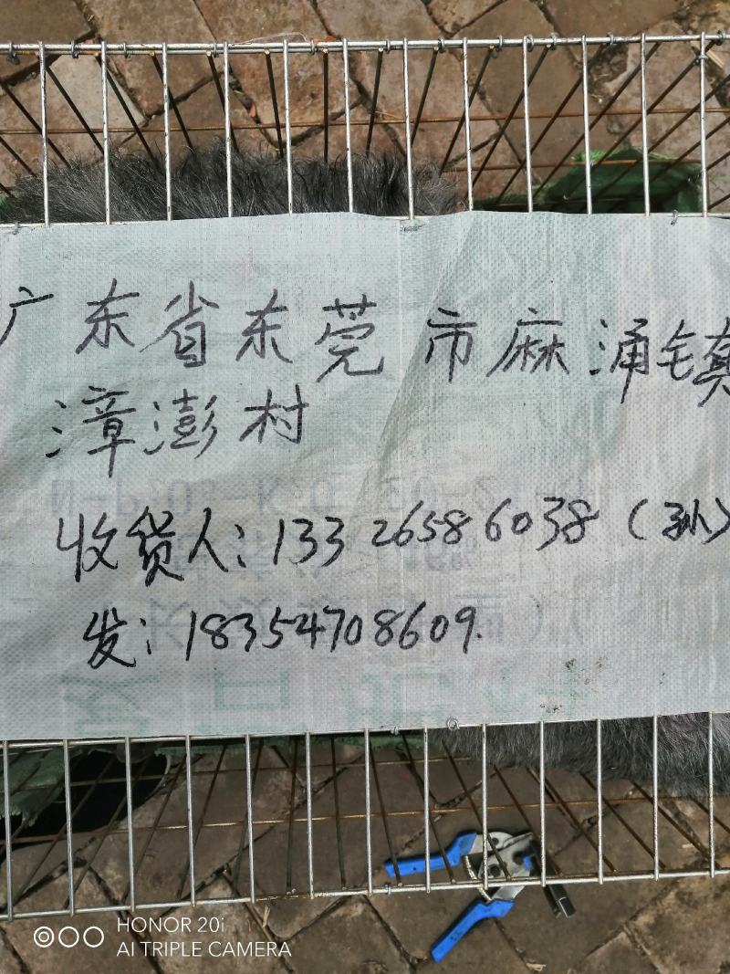 鲁西南国宝级青山羊青山羊活羊青山羊羊羔