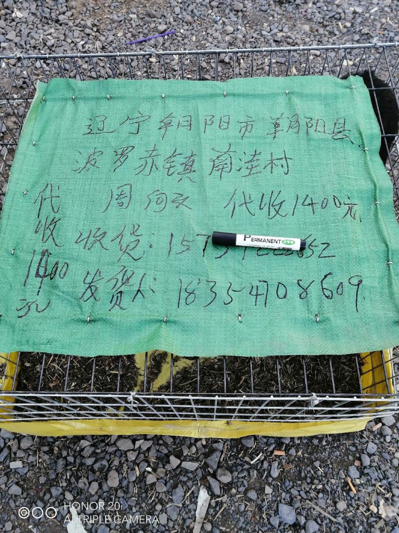 鲁西南国宝级青山羊青山羊活羊青山羊羊羔