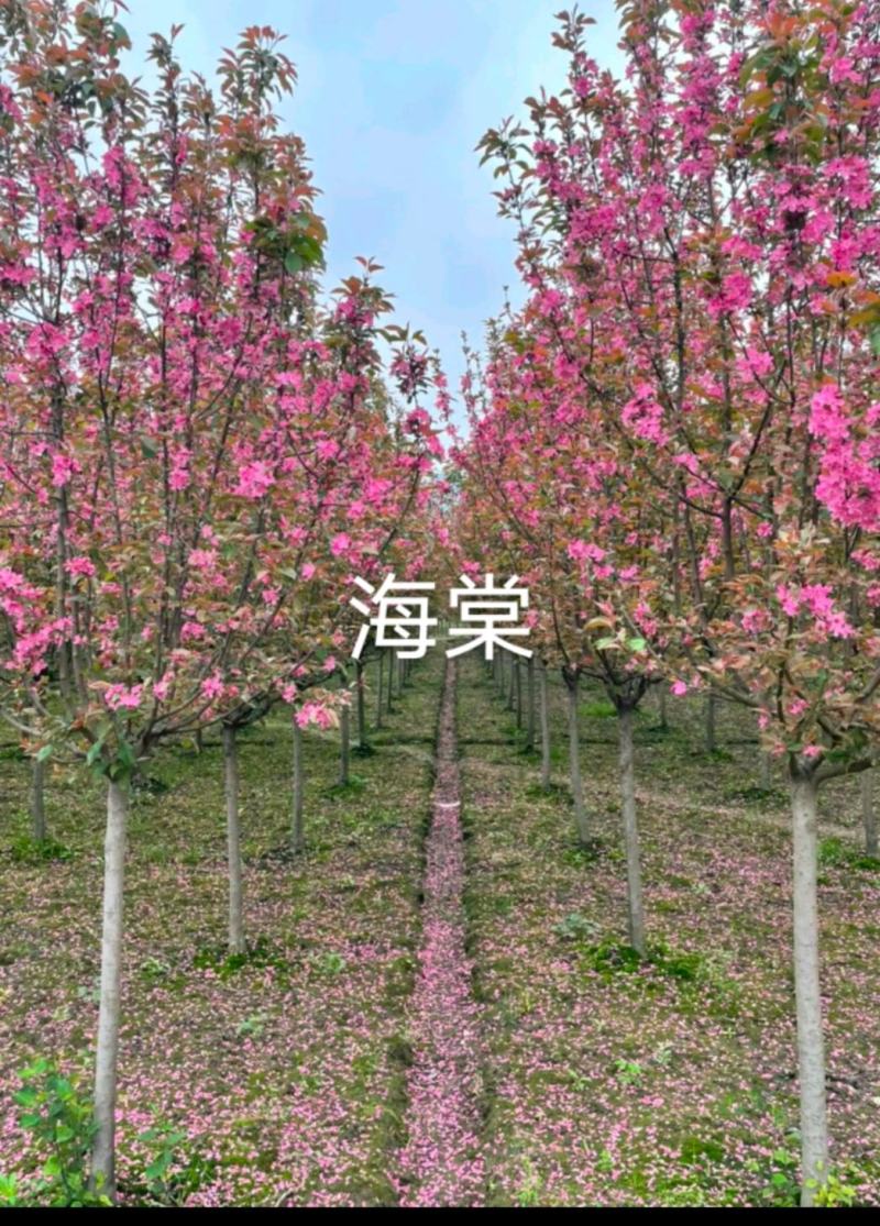 海棠各种规格