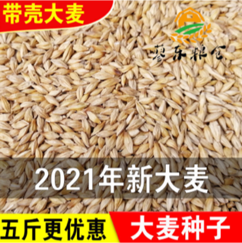 【包邮_5斤大麦】新大麦带壳大麦做麦芽糖原料大麦种子发芽