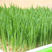 【包邮_5斤大麦】新大麦带壳大麦做麦芽糖原料大麦种子发芽