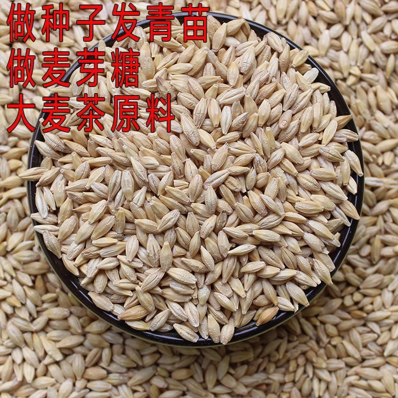 【包邮_5斤大麦】新大麦带壳大麦做麦芽糖原料大麦种子发芽