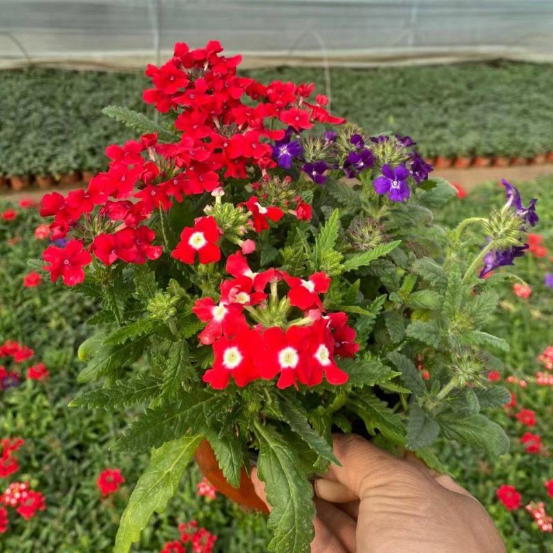 双色盆草花美女樱，红花美女樱，坤盛花卉基地大量批发