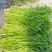 杨林寨野生芹菜/高品质水芹菜/洞庭湖野生菜/包邮