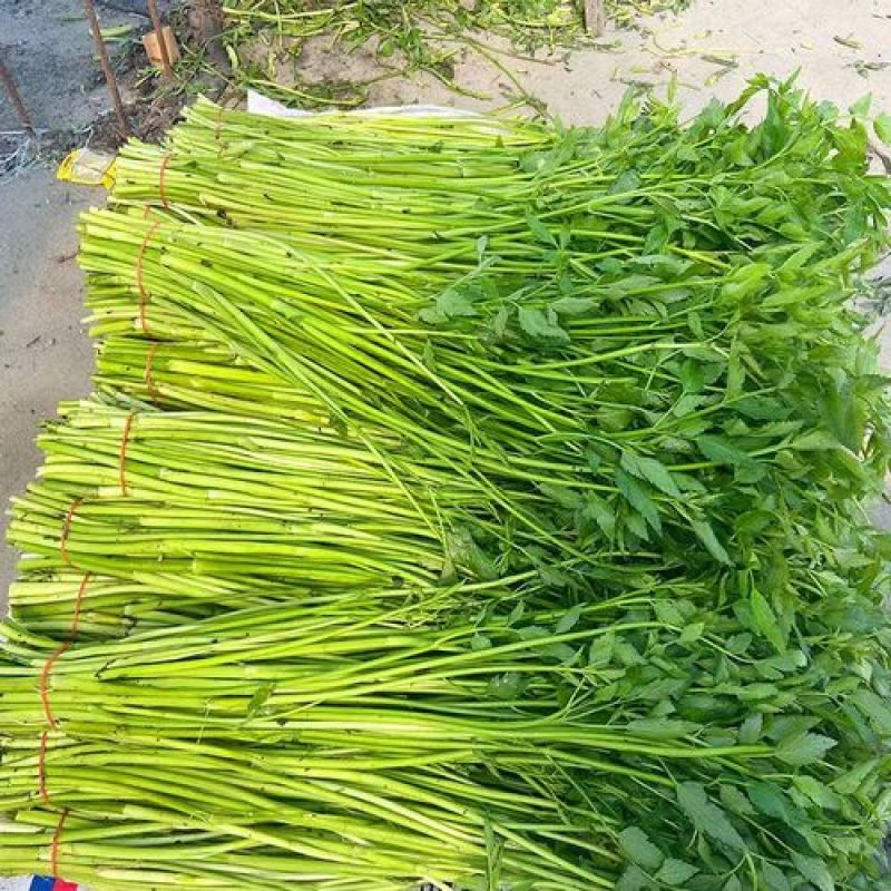 杨林寨野生芹菜/高品质水芹菜/洞庭湖野生菜/包邮