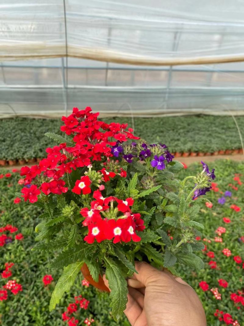双色盆草花美女樱，红花美女樱，坤盛花卉基地大量批发