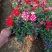 双色盆草花美女樱，红花美女樱，坤盛花卉基地大量批发