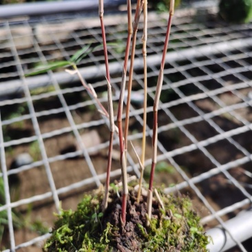 竹子盆栽观音红竹红观音竹苔藓球带球批发基地直销