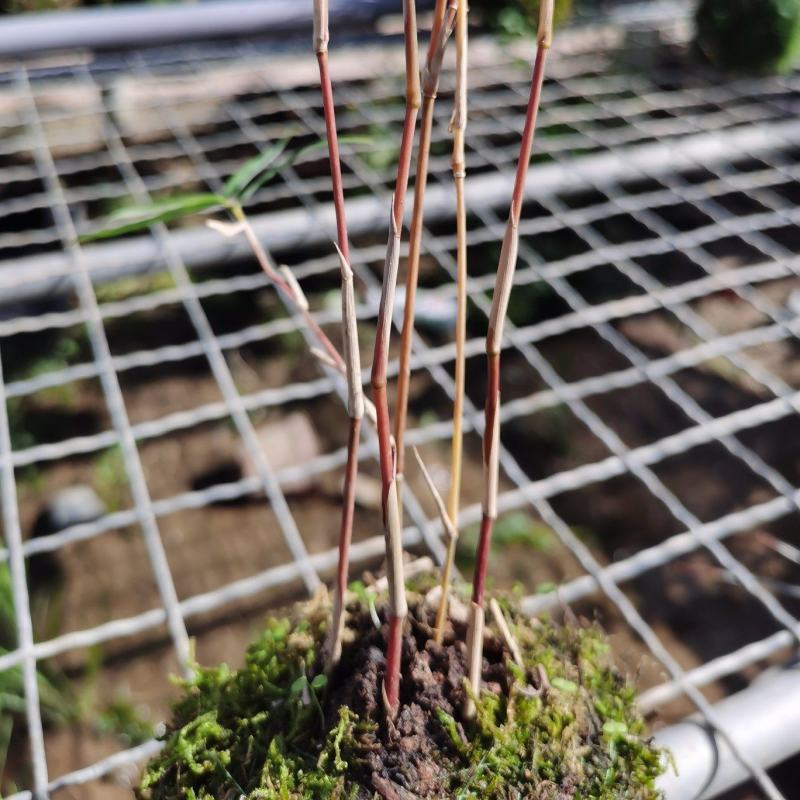 竹子盆栽观音红竹红观音竹苔藓球带球批发基地直销