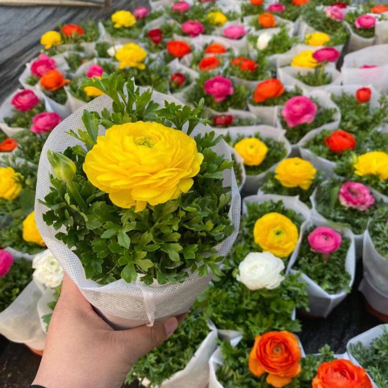 芹叶牡丹盆栽，花毛茛绿化工程苗，坤盛花卉基地大量批发