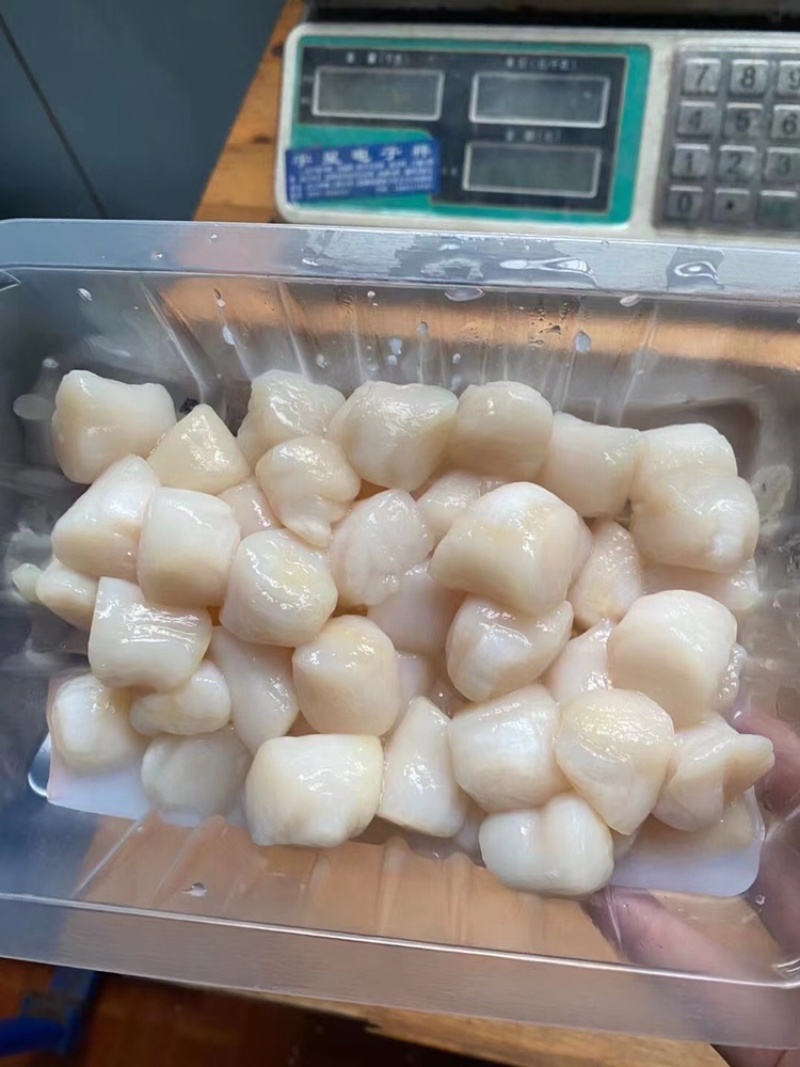 精品七彩贝柱