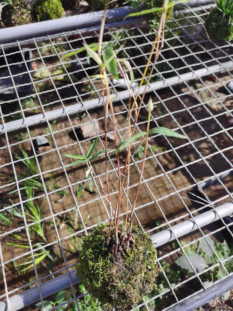 竹子盆栽观音红竹红观音竹苔藓球带球批发基地直销