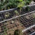 竹子盆栽观音红竹红观音竹苔藓球带球批发基地直销