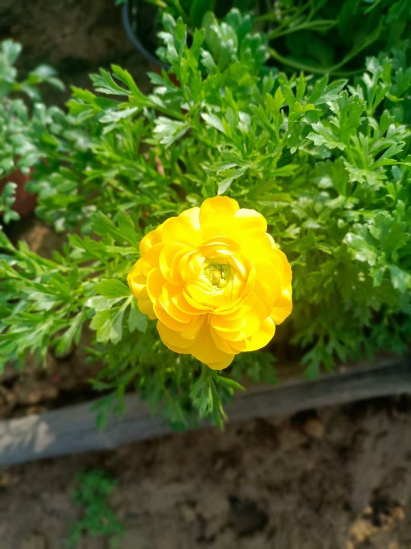 芹叶牡丹盆栽，花毛茛绿化工程苗，坤盛花卉基地大量批发