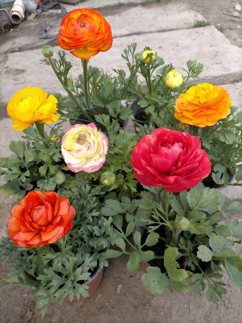 芹叶牡丹盆栽，花毛茛绿化工程苗，坤盛花卉基地大量批发