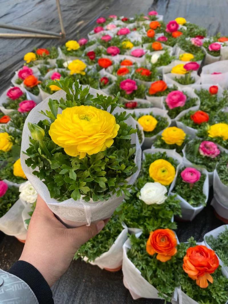 芹叶牡丹盆栽，花毛茛绿化工程苗，坤盛花卉基地大量批发
