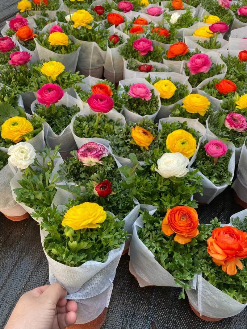 芹叶牡丹盆栽，花毛茛绿化工程苗，坤盛花卉基地大量批发