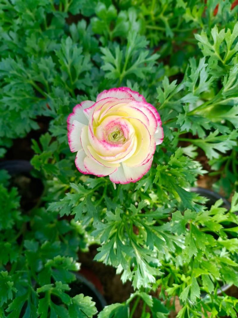 芹叶牡丹盆栽，花毛茛绿化工程苗，坤盛花卉基地大量批发