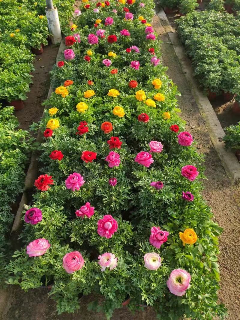 芹叶牡丹盆栽，花毛茛绿化工程苗，坤盛花卉基地大量批发