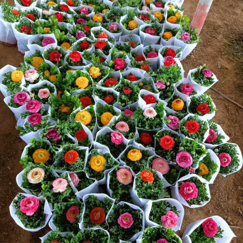 芹叶牡丹盆栽，花毛茛绿化工程苗，坤盛花卉基地大量批发