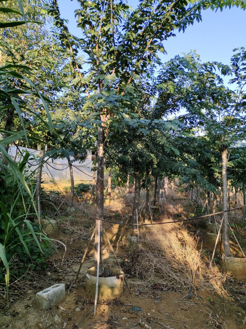 仪花