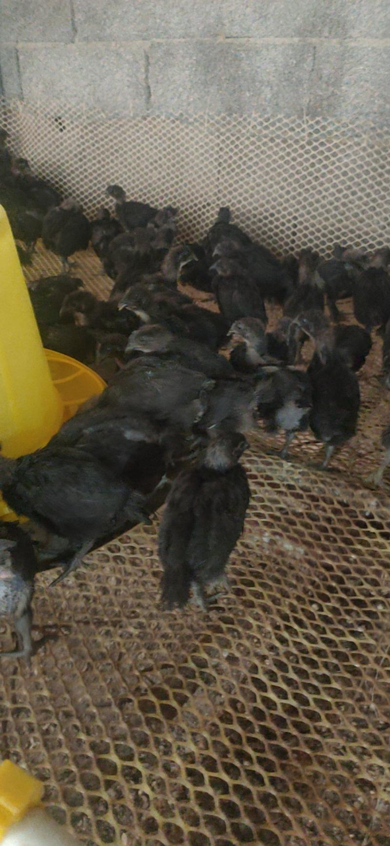 活体鸡苗珍珠鸡贵妃鸡养殖场芦花鸡观赏鸡苗量大从优货到付