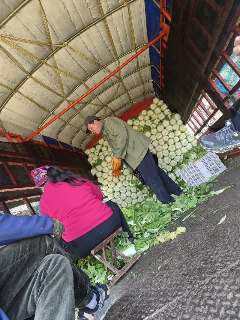 黄心白菜大量上市中