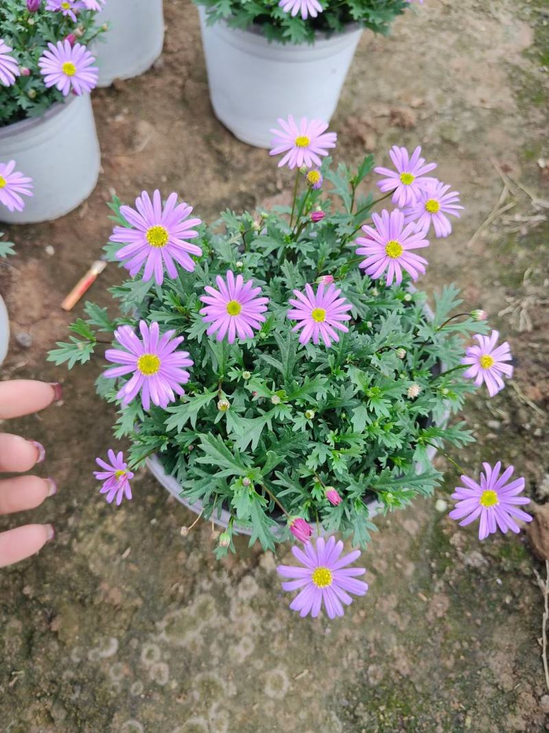 姬小菊花卉盆栽，花期长，坤盛花卉基地大量批发