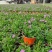 姬小菊花卉盆栽，花期长，坤盛花卉基地大量批发