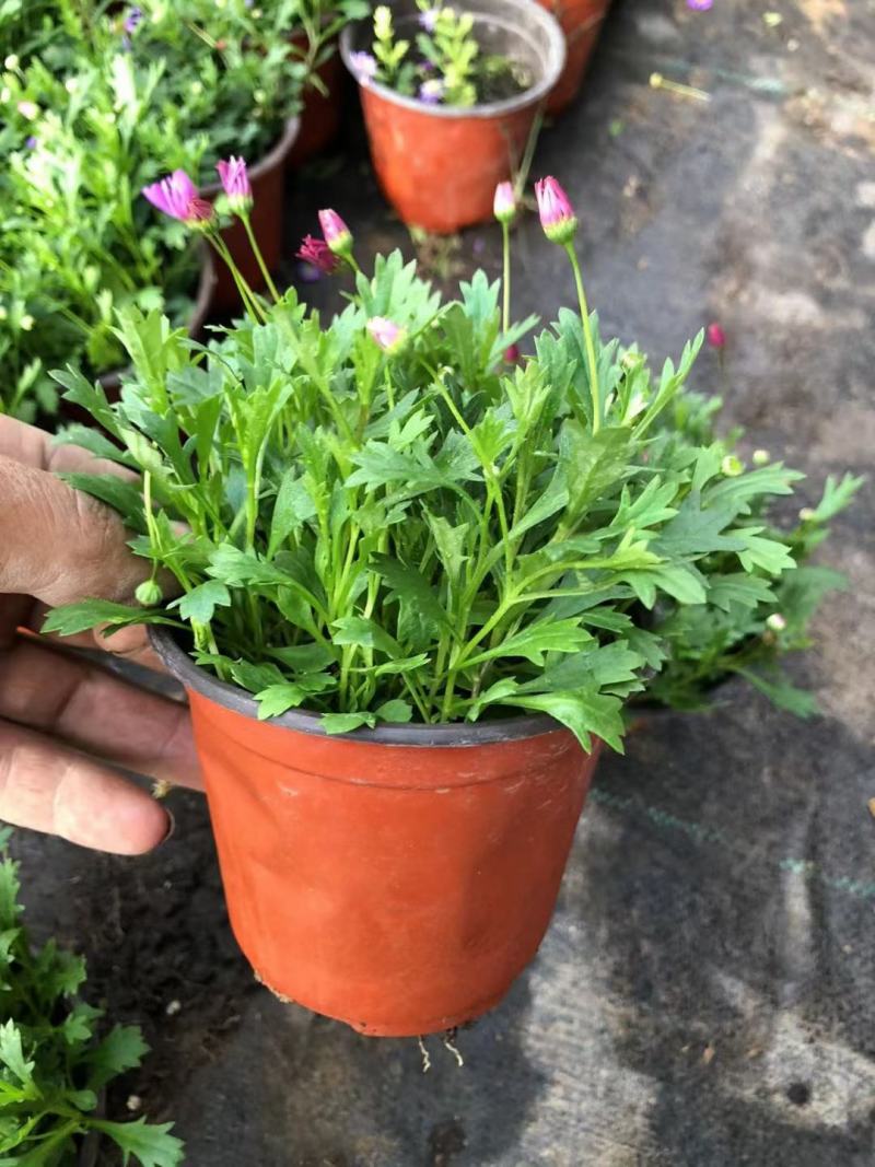 姬小菊花卉盆栽，花期长，坤盛花卉基地大量批发