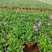 姬小菊花卉盆栽，花期长，坤盛花卉基地大量批发