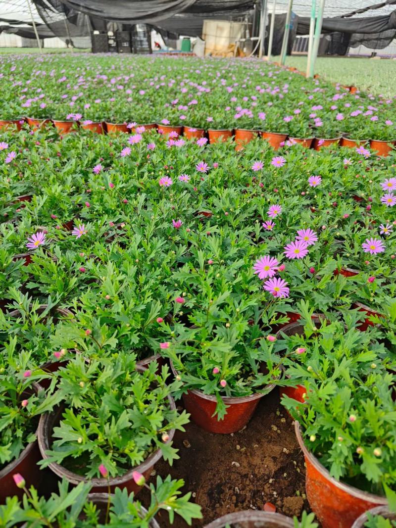 姬小菊花卉盆栽，花期长，坤盛花卉基地大量批发