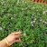 姬小菊花卉盆栽，花期长，坤盛花卉基地大量批发