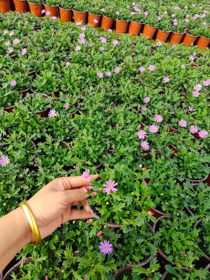 姬小菊花卉盆栽，花期长，坤盛花卉基地大量批发